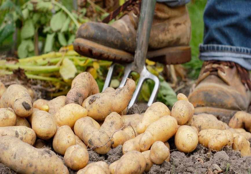 Top Potato Varieties: 12 Must-Grow Types for Your Garden
