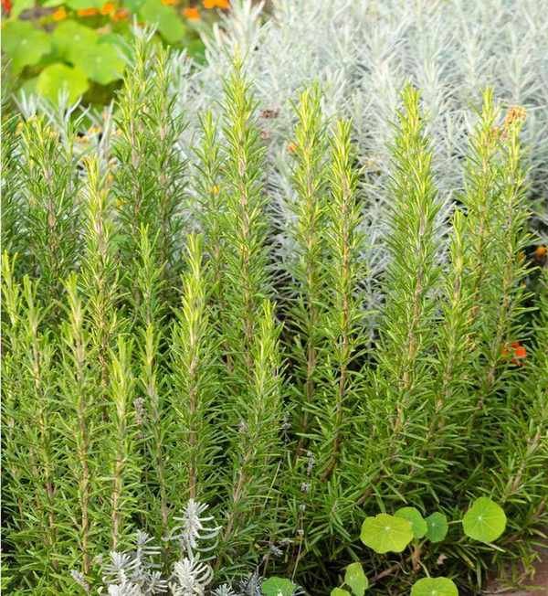 Rosemary plant in border