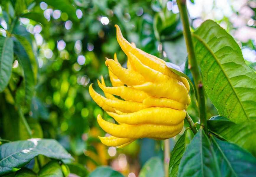 7 Unique Fruits to Cultivate for Exceptional Flavor