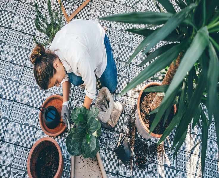 Tips for Avoiding Pests When Moving Houseplants Indoors