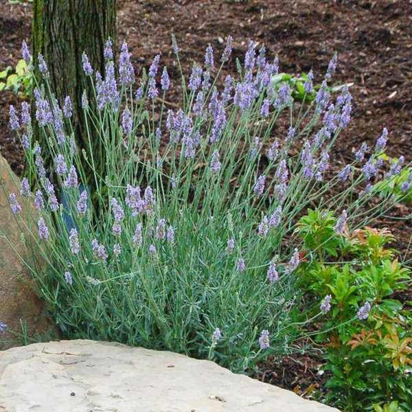 lavender Sensational ('Tesseract') growing in rockery display