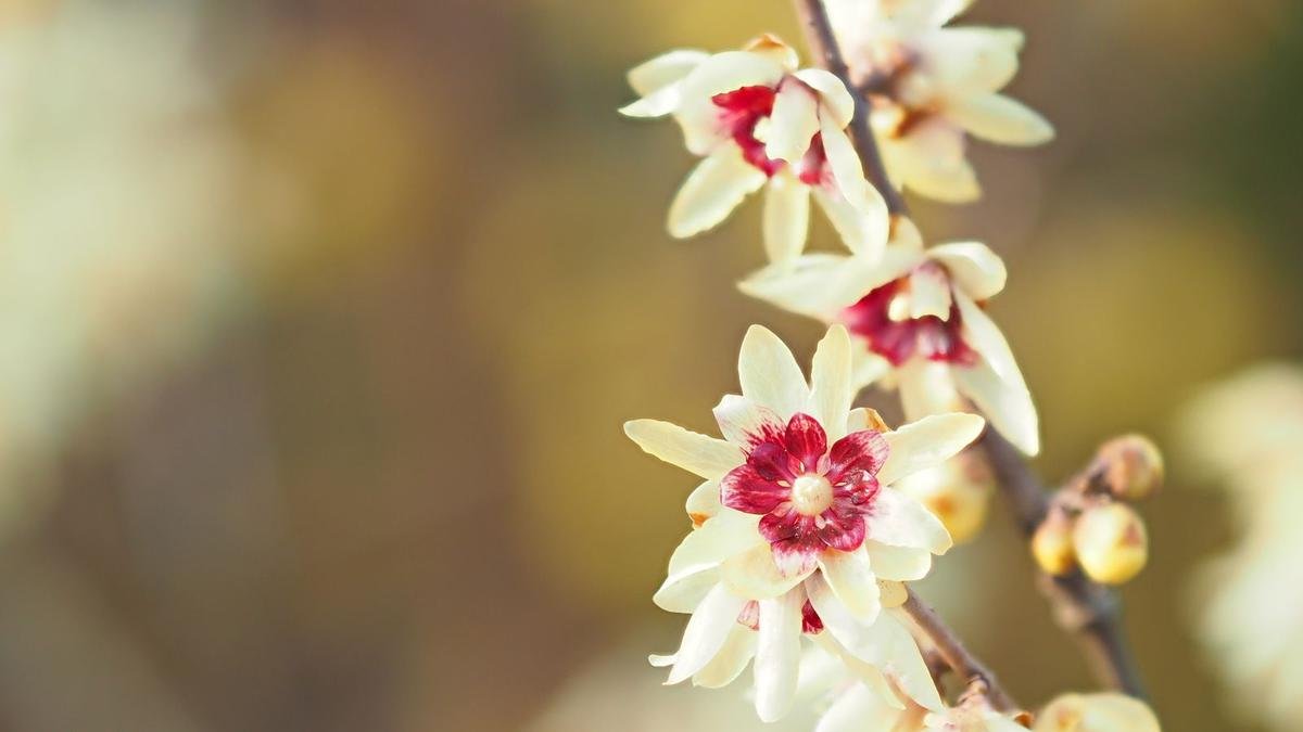 Wintersweet: Tips for Growing This Fragrant Winter Flower