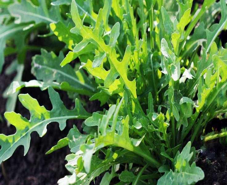Harvesting Arugula: Timing for Optimal Flavor and Freshness