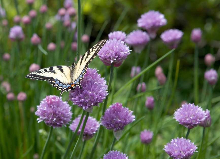 Harvesting Chives: Tips for Enjoying This Flavorful Herb