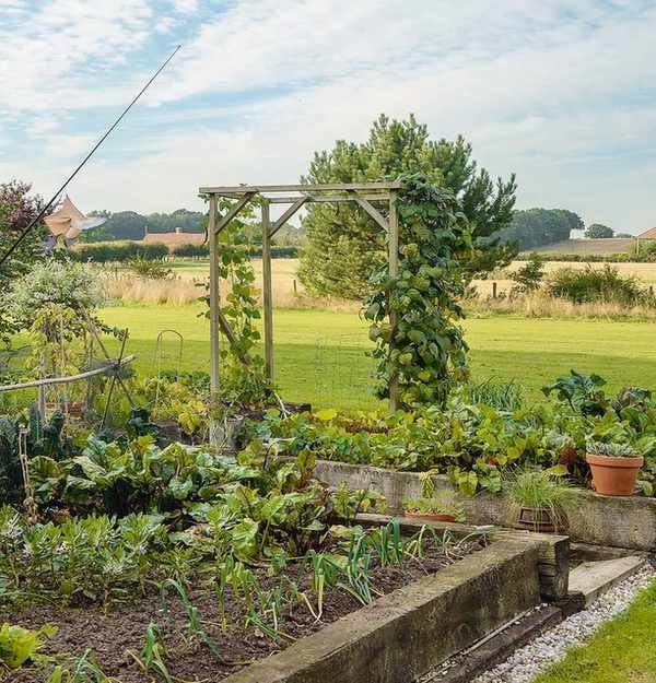 Large green vegetable garden