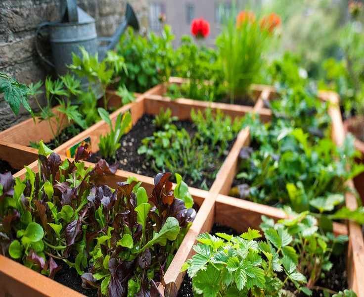 Discover Square Foot Gardening: A Smart Method for Growing Veggies