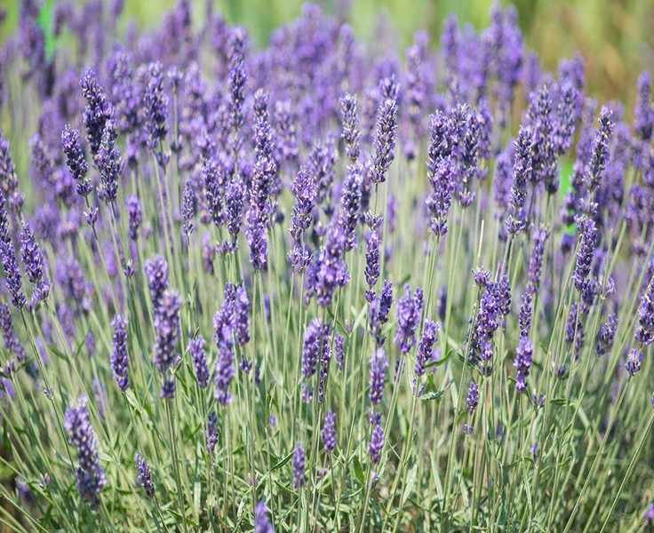 8 Beautiful Lavender Alternatives for Your Garden That Smell Amazing