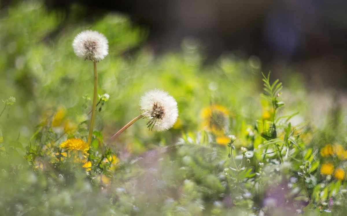 Cardboard as a Weed Control Solution for Your Garden