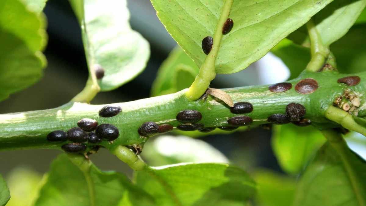 Effective Ways to Manage Scale Bugs in Your Garden