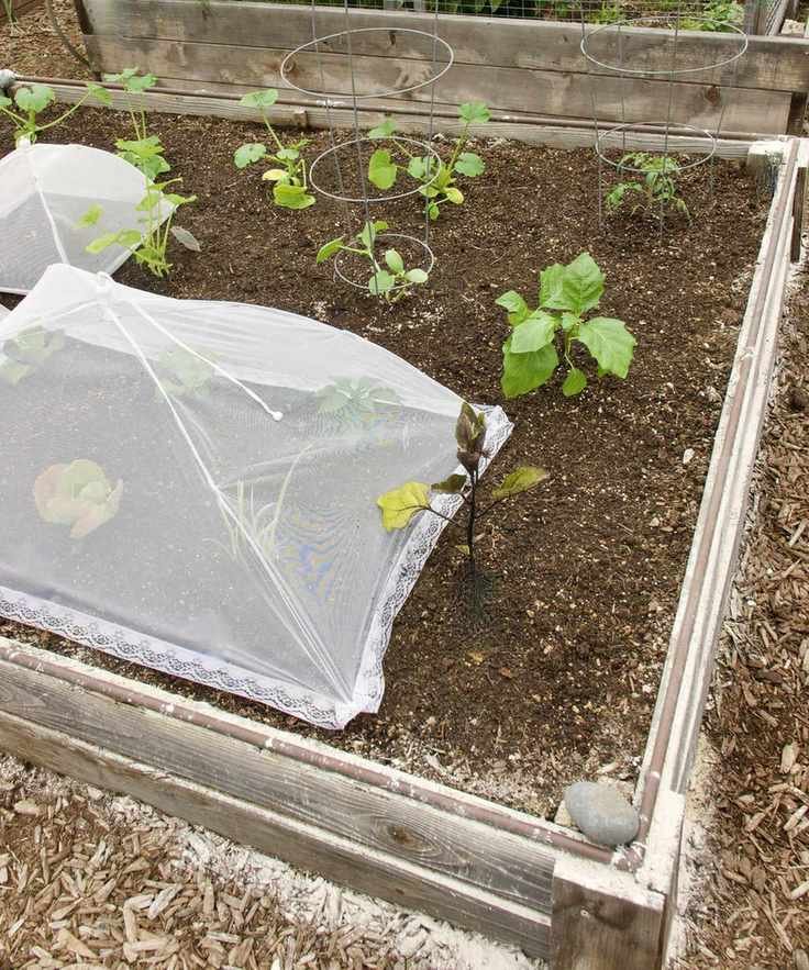A DIY cloche covering vegetable plants
