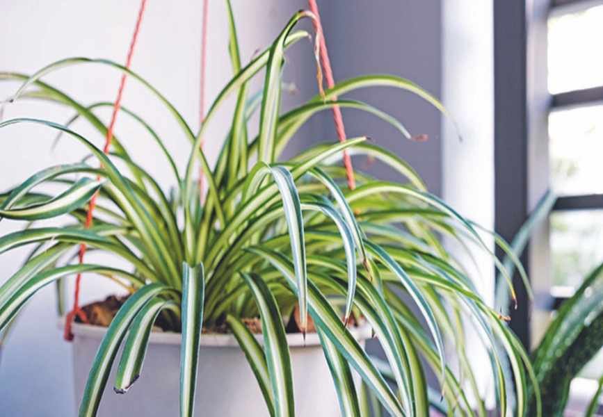 Discover the Benefits of Spider Plants for Your Home