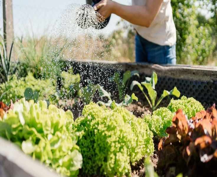 Investing in Raised Beds This March for a Thriving Garden Season