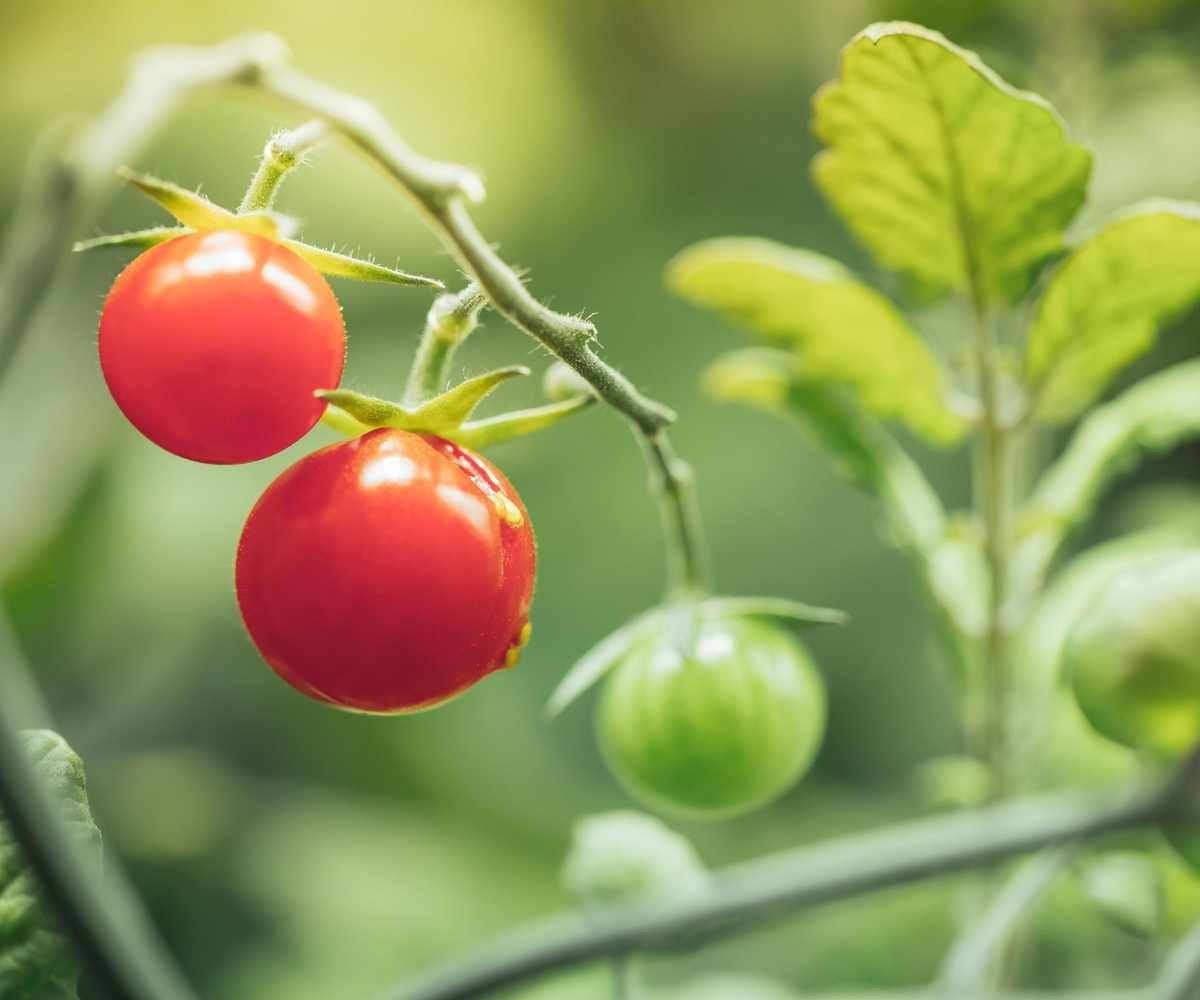 Cherry tomatoes growing indoors under artificial light
