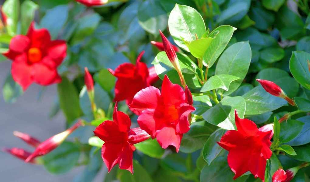 Growing Mandevilla: Expert Tips for This Vibrant Tropical Climber