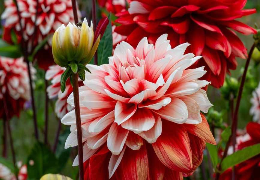 Secrets to Keeping Dahlias Blooming All Season Long