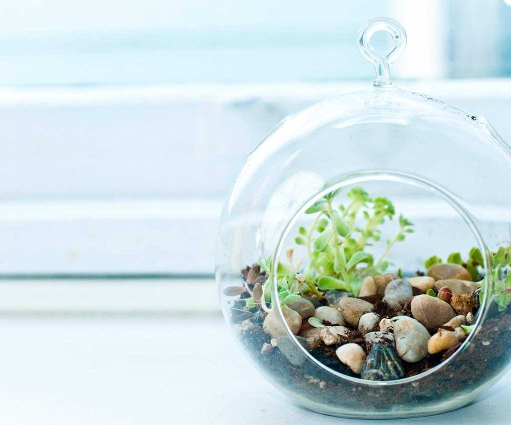 terrarium