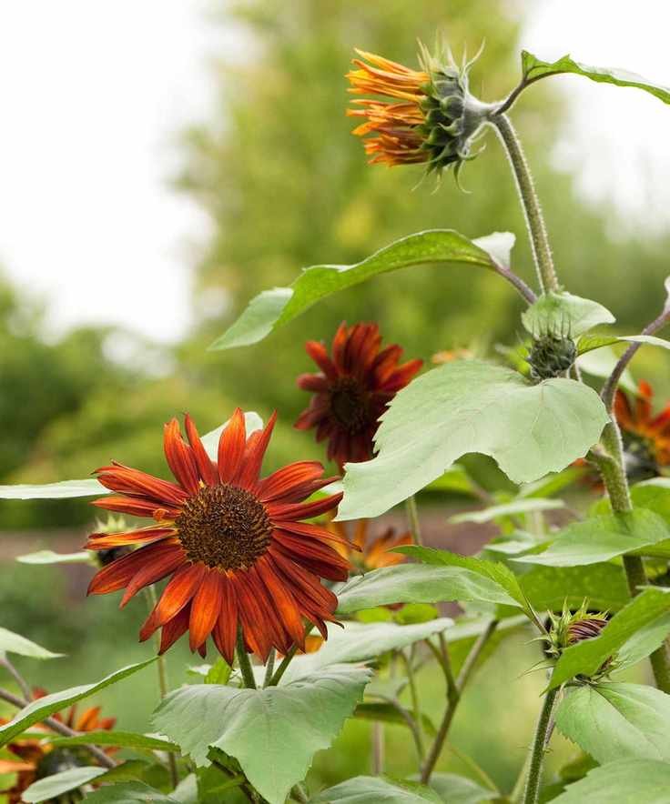 Helianthus annuus 'Ruby Sunset'