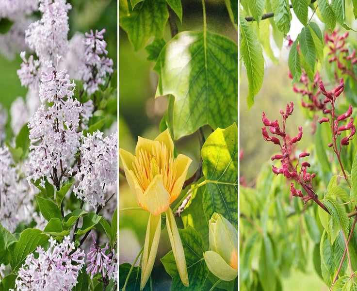 Flowering Trees that Attract Hummingbirds: 8 Stunning Choices for Your Yard