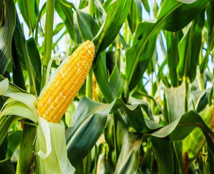When to Fertilize Corn for Optimal Growth and Harvest