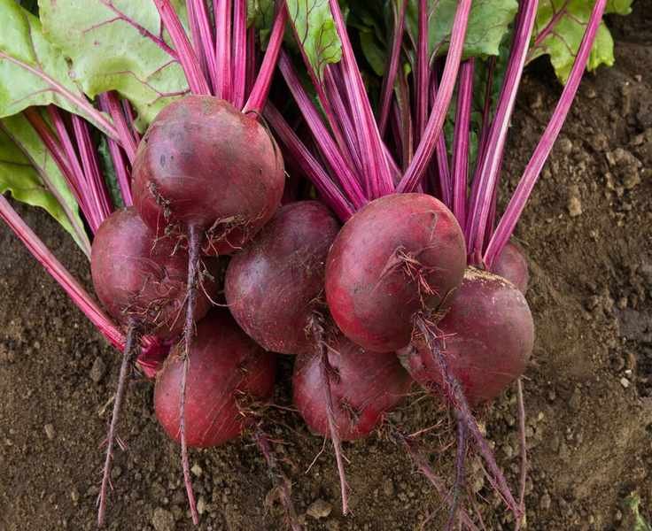 Essential Tips for Harvesting Beets for Maximum Flavor