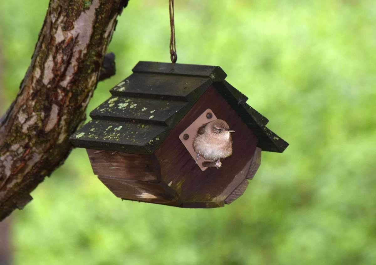 bird box in garden