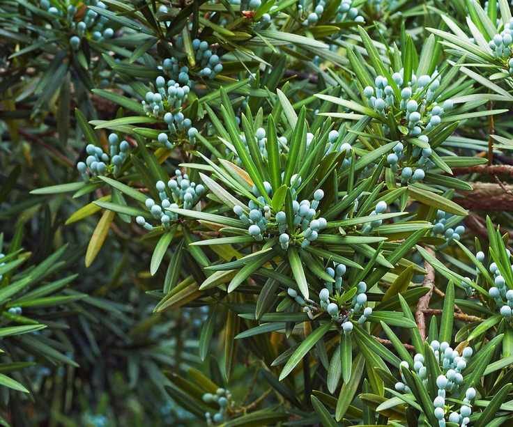 Podocarpus macrophyllus