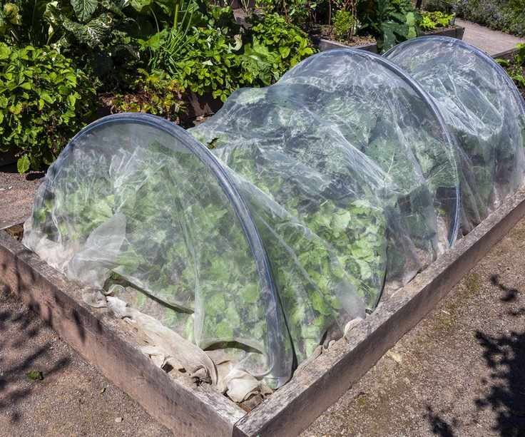 Plants covered with plastic sheets for protection