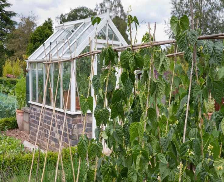 Best Vegetables for Fall Greenhouse Gardening: 9 Top Choices