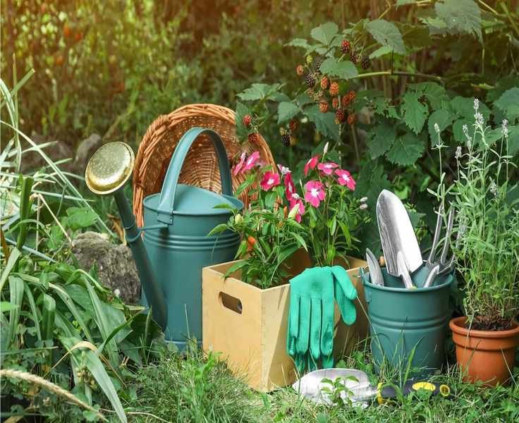 5 Easy Gardening Tasks for Beginners to Enjoy This National Garden Week