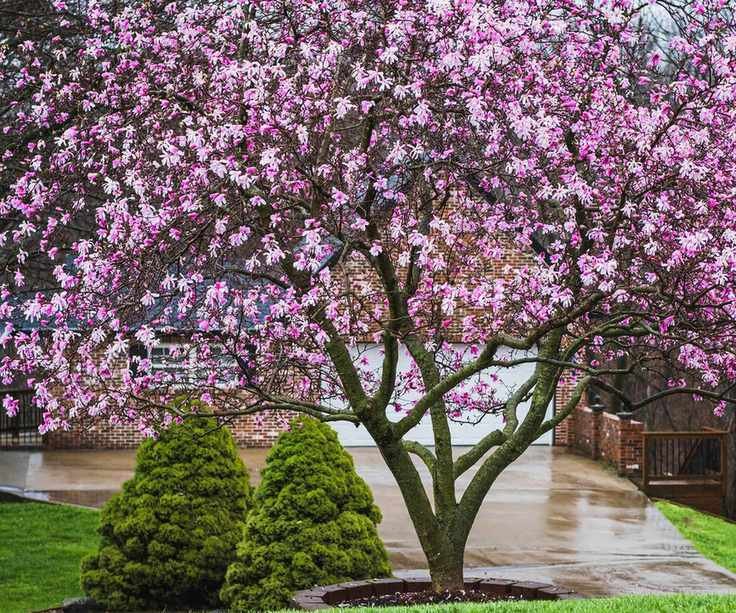 Magnolia tree blooming in rain in front yard