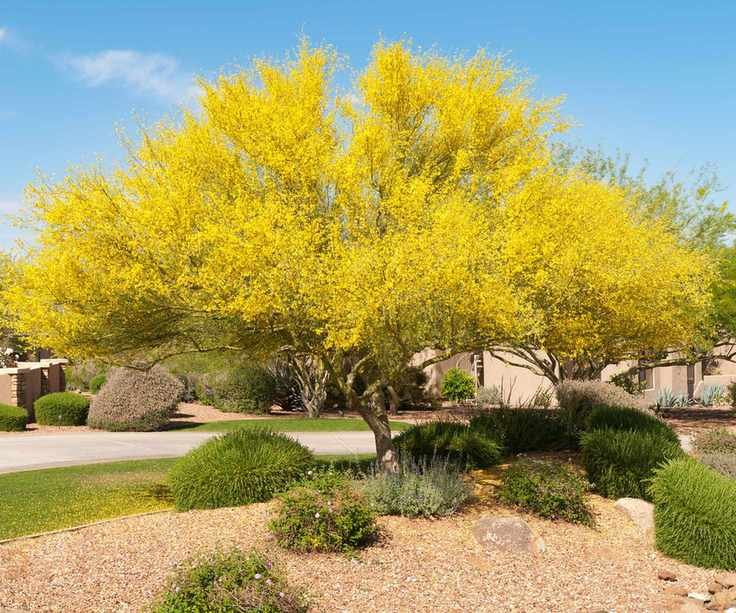a Palo Verde tree in bloom in a desert landscaping style yard