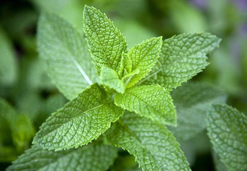 Close up of mint leaves