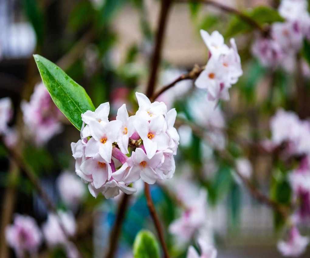 winter Daphne