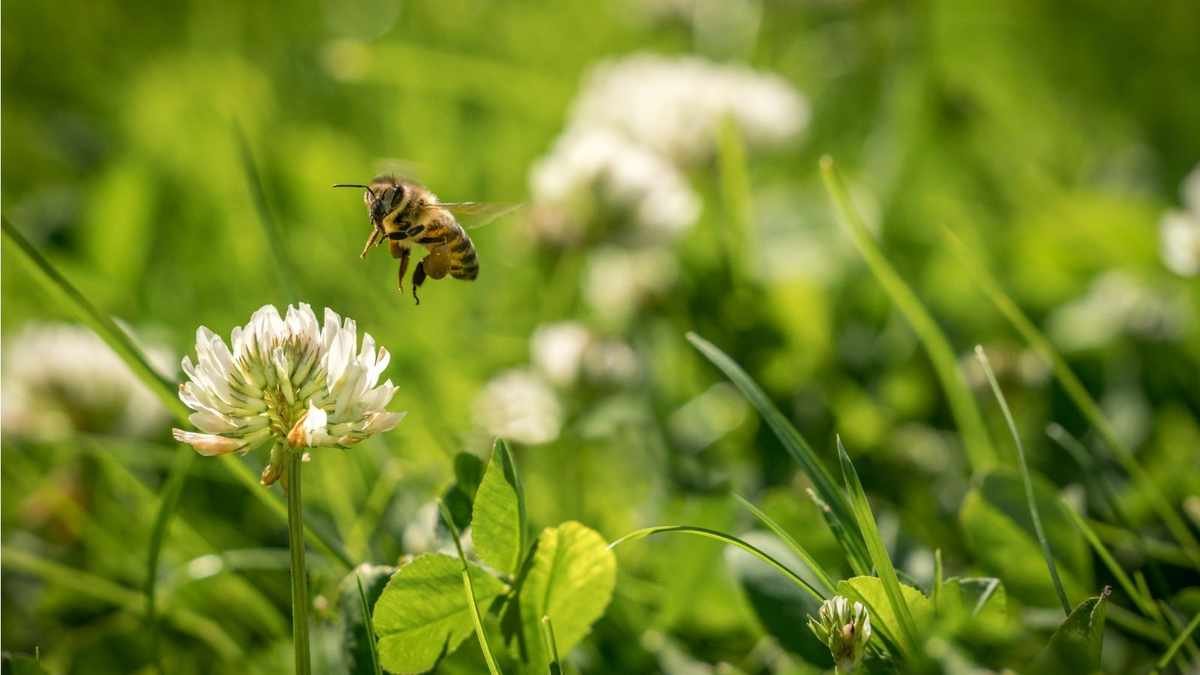 Top Flowering Weeds That Attract Pollinators for Your Yard