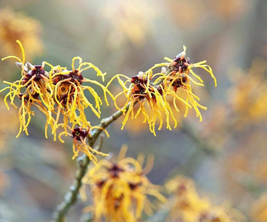 Witch hazel plant flowering in winter