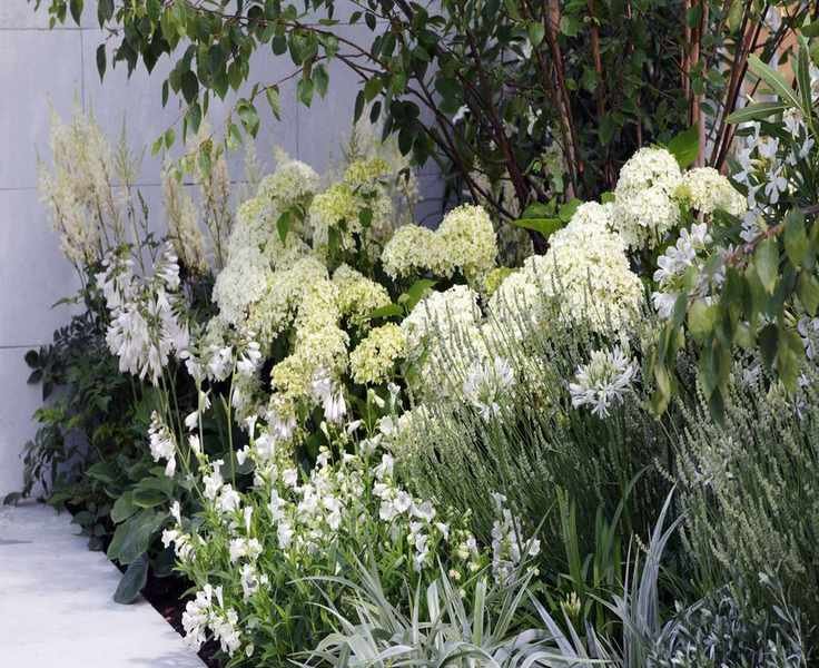 Growing Hydrangeas: Planting, Caring, and Types Explained