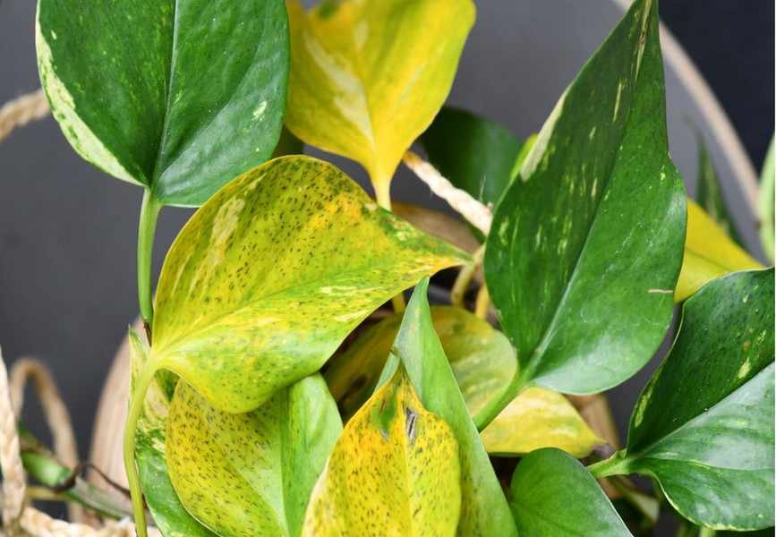 Why Are My Pothos Leaves Yellowing? 9 Key Reasons and Solutions