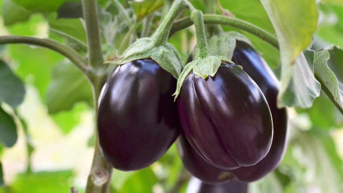 Essential Tips for Fertilizing Eggplants for a Bountiful Harvest