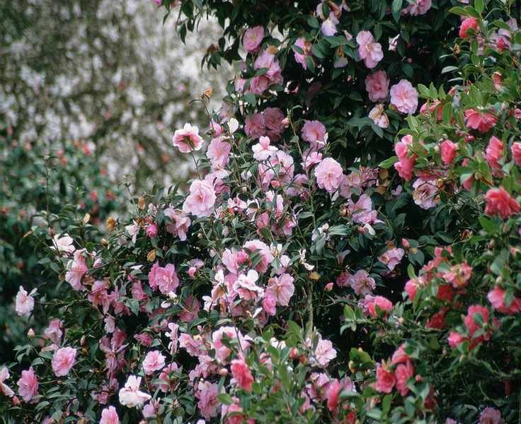 Pruning Camellias for Thriving Blooms and Healthy Growth