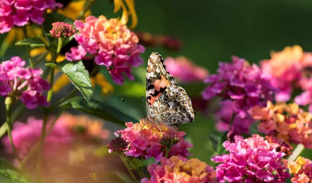 Growing Lantana: Care Tips for a Vibrant Summer Display