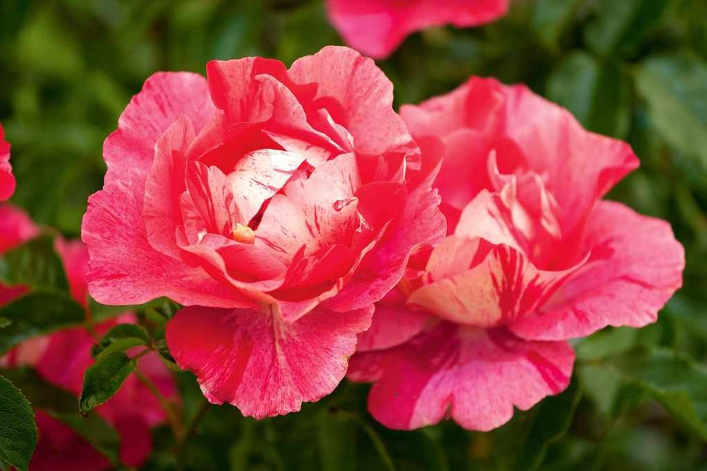 Mastering rose pruning: roses in bloom