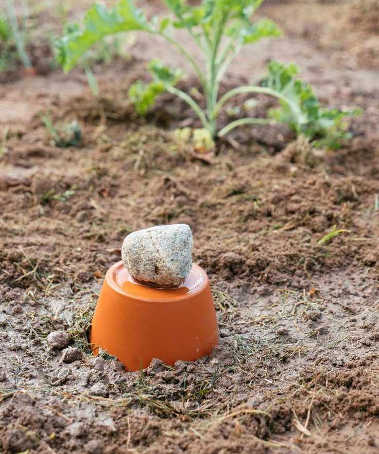 A clay pot irrigation system