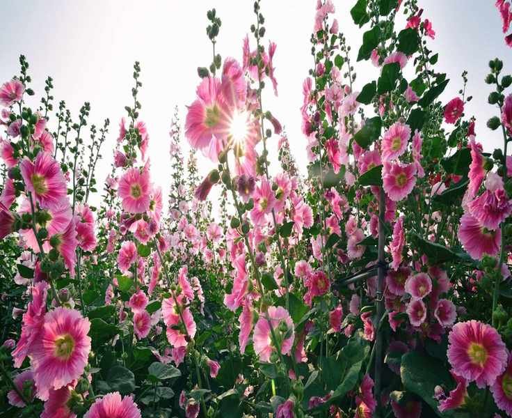 Do hollyhocks bloom in the first year? Find out and get tips for early flowers