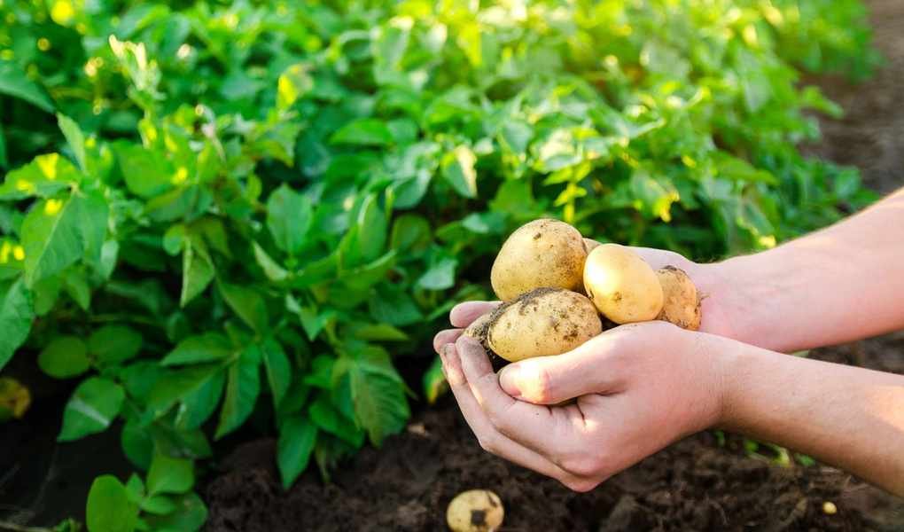 Essential Tips for Growing Potatoes: Hilling Techniques for a Better Yield