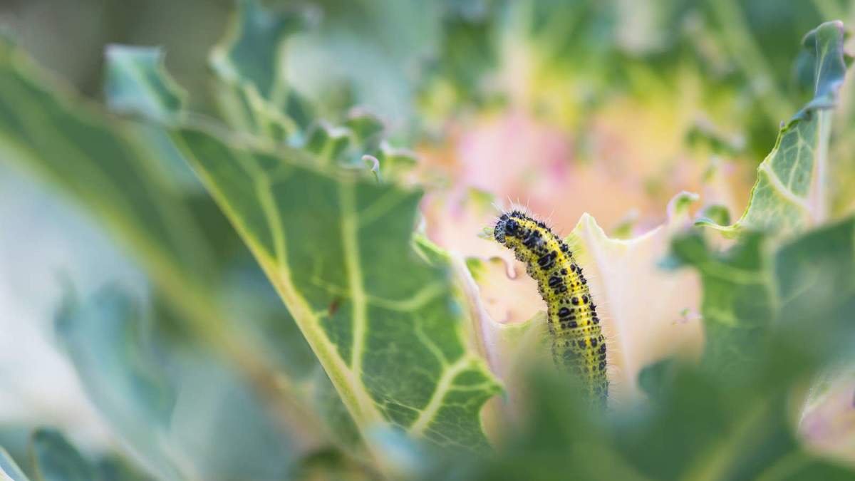Effective Ways to Eliminate Caterpillars from Your Vegetable Garden