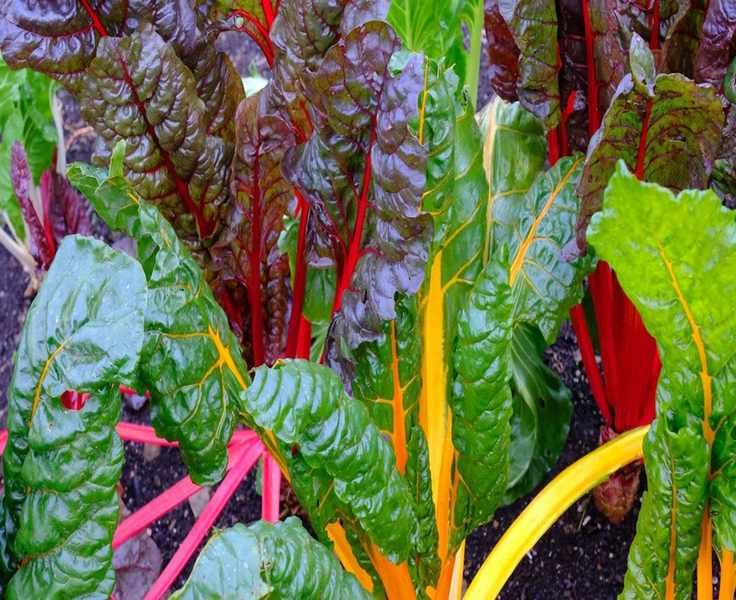 Planting Swiss Chard for Year-Round Harvests of Nutrient-Rich Greens
