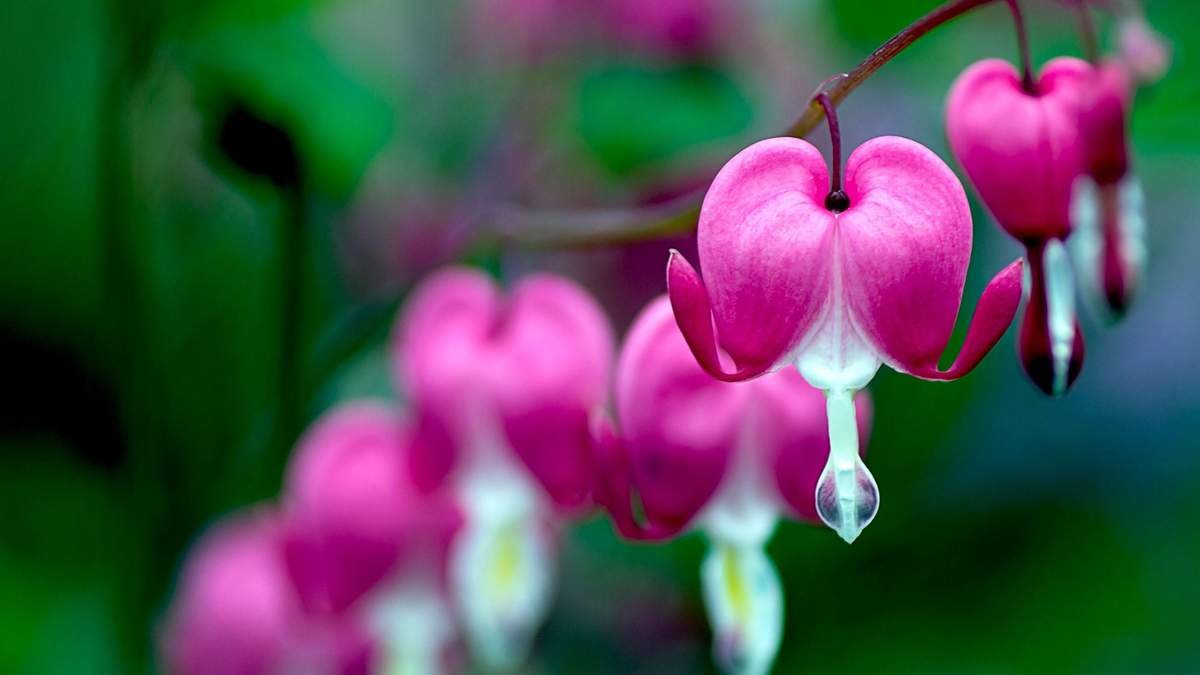 When to Trim Bleeding Hearts: Preparing Dicentra for Winter
