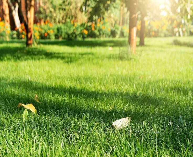 Top Drought-Resistant Grass Varieties for Lawns in Arid Regions