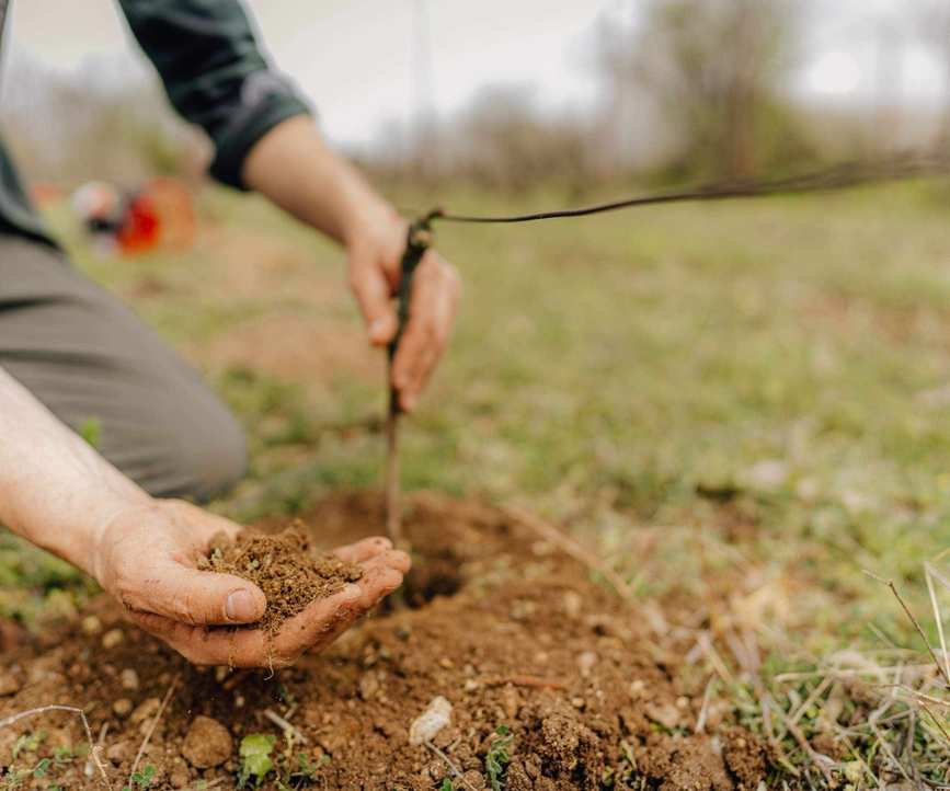 Planting grape vines in the ground