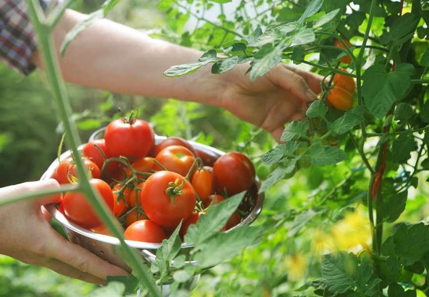 Maximize Your Tomato Crop with Effective Companion Planting